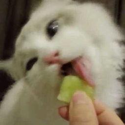 娱乐吃瓜猫捉鸟是真的吗